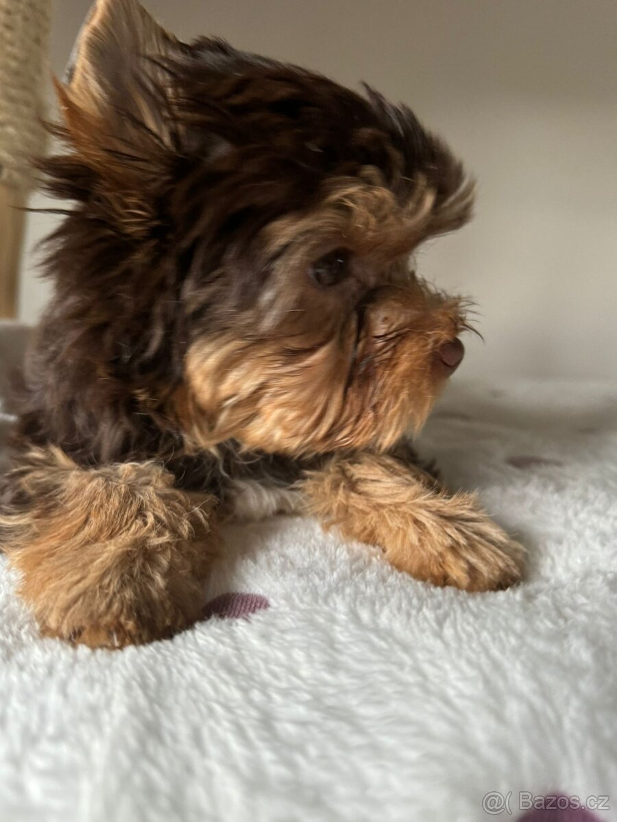 Jorkširský teriér s pp - 6