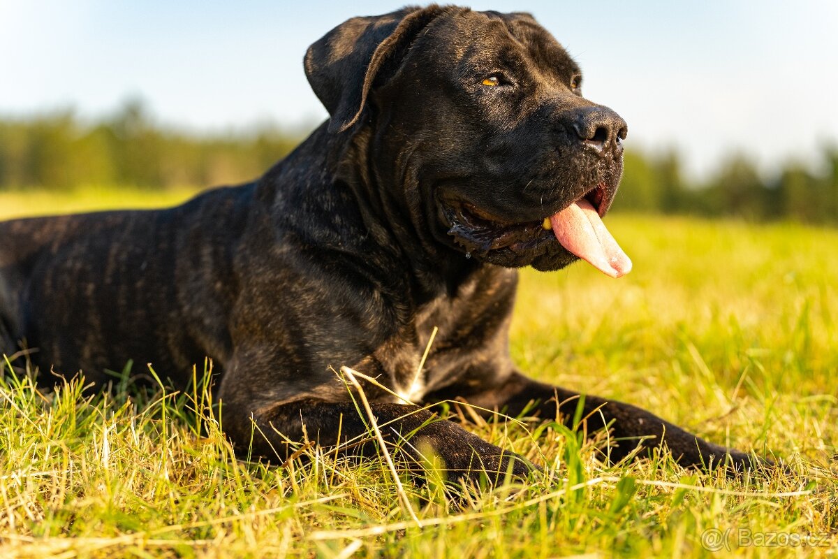 Krycí pes Cane Corso s PP - 6