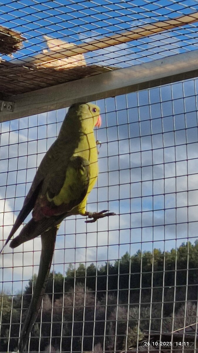 Papoušek horský - 6