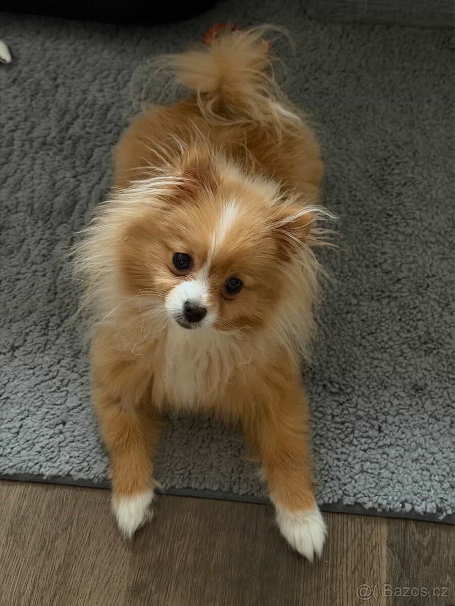 Prodám krásného pomeranian špice - 6