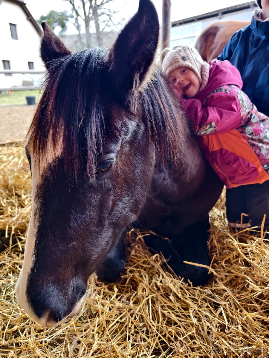 Černý Quarter horse - 6