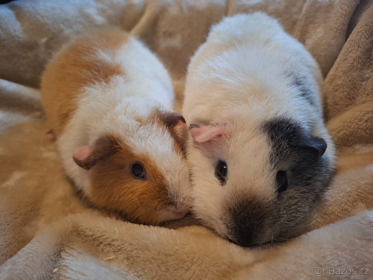 Morče - dvě holčičky US Teddy - 6