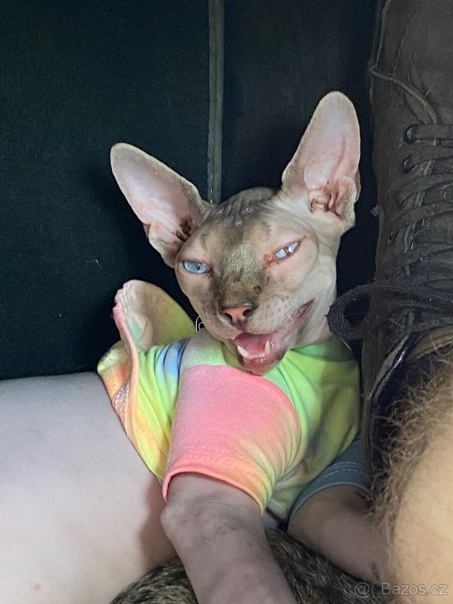 Kanadský sphynx - 6