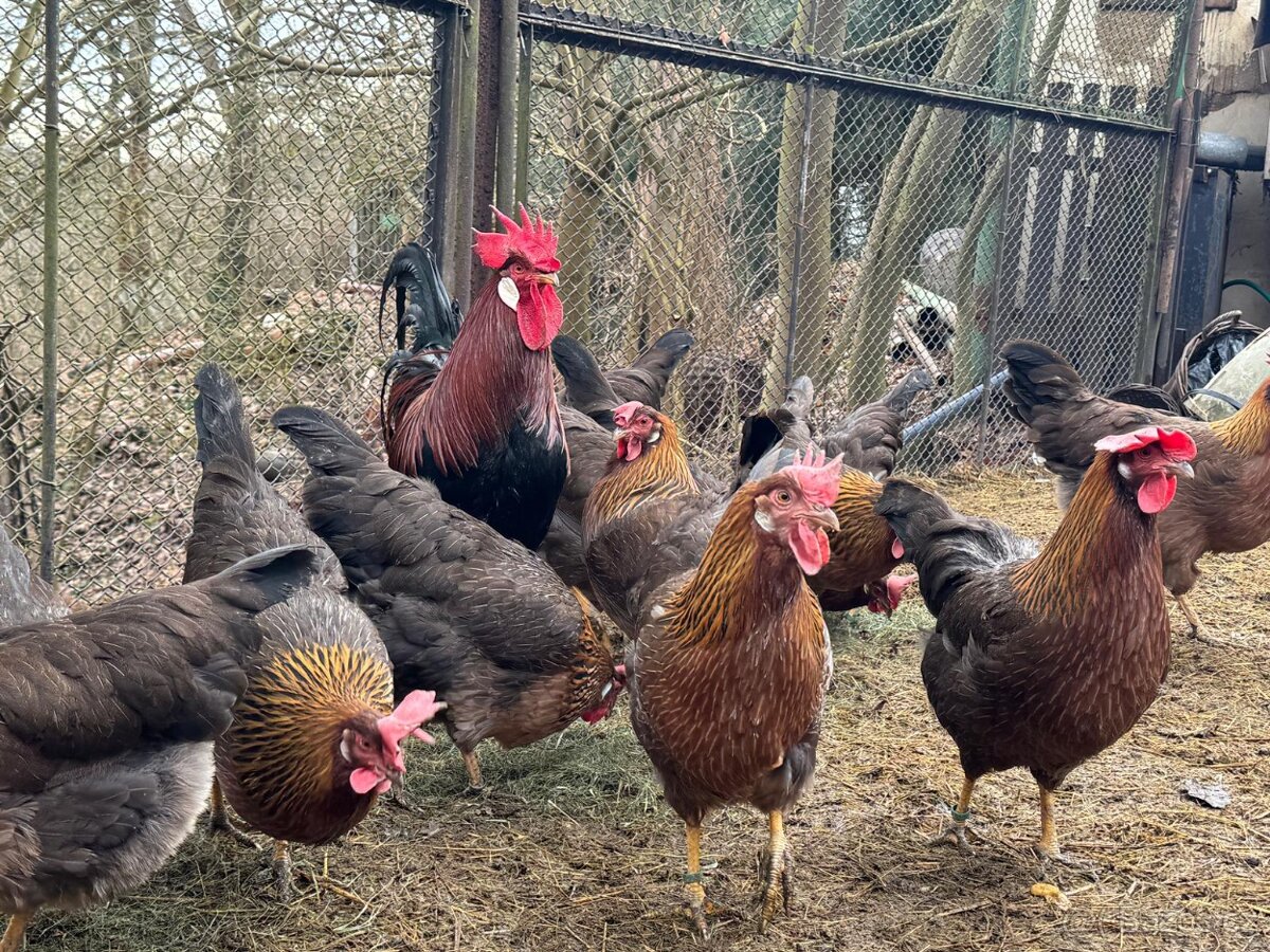 Vlaška koroptví - násadová vejce - 6