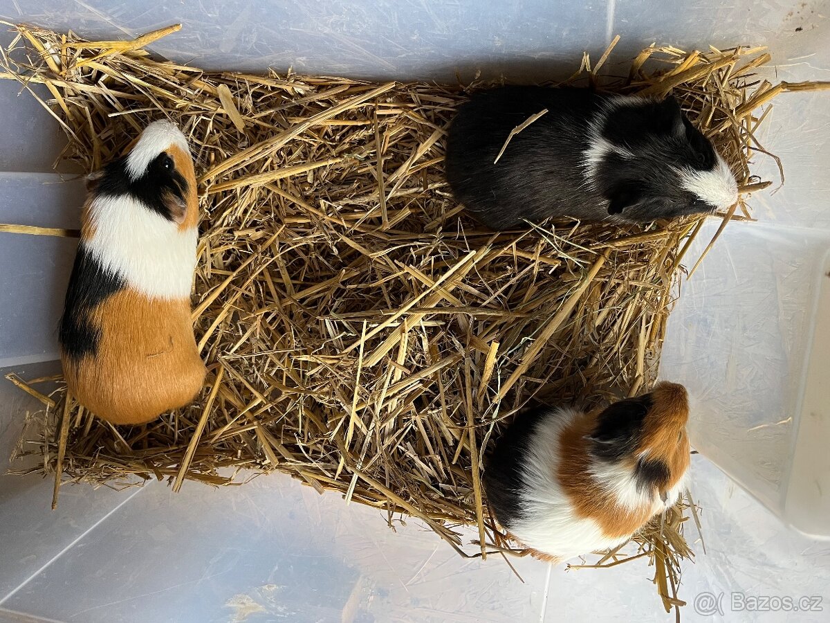 Morčata Ostrava 200,- - 6