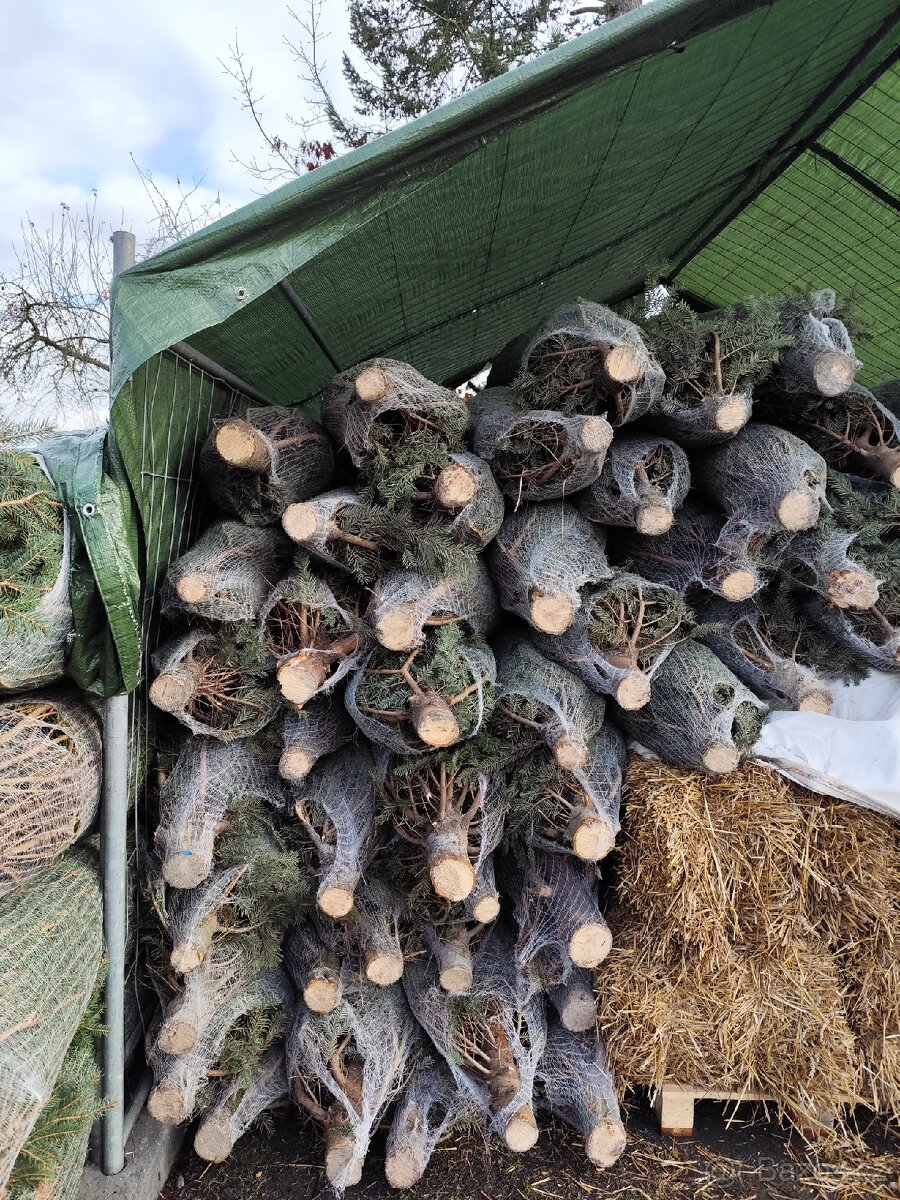 Vánoční stromky - 6