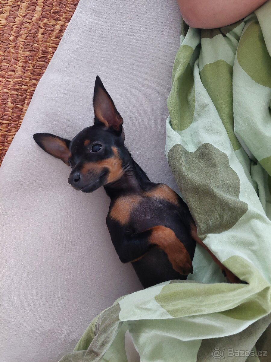 Hledáme princeznu - 6