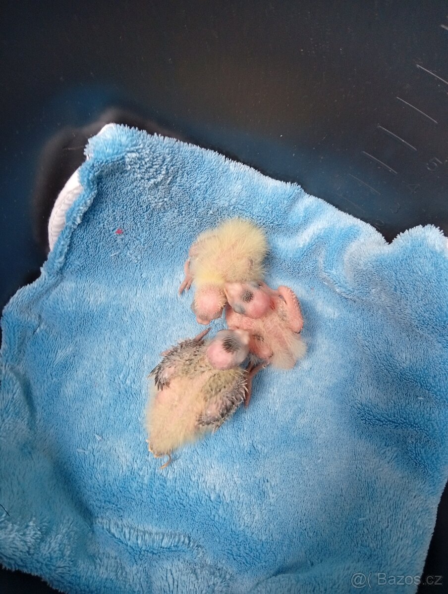 Ručně dokrmená korela - 6