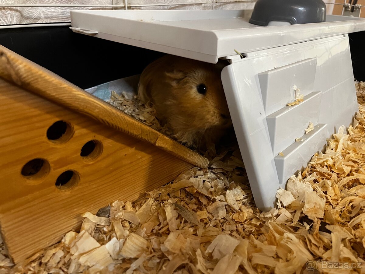 Daruji 2 morčata-kluci, stáří 1 rok. - 6