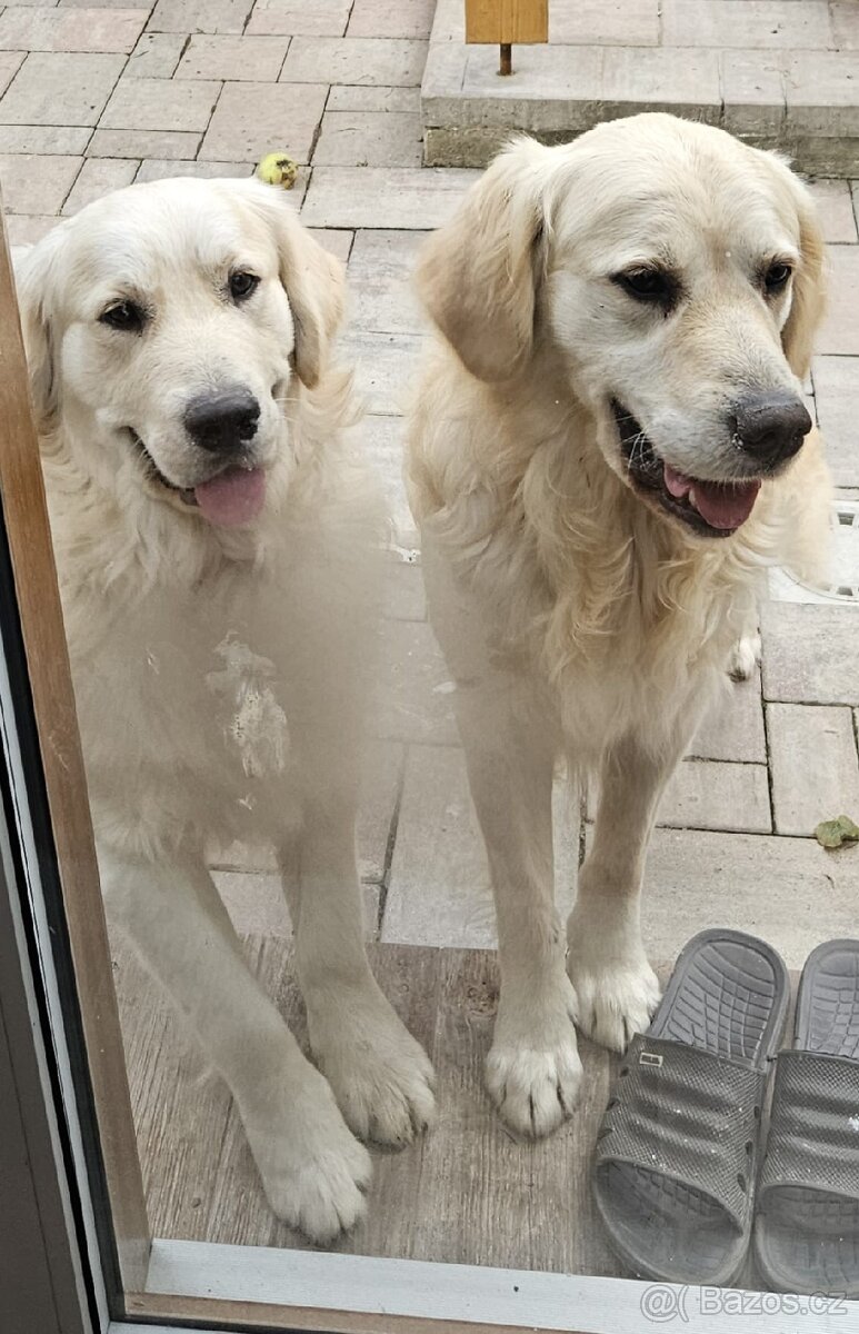 Krytí zlatým retrívrem - 6