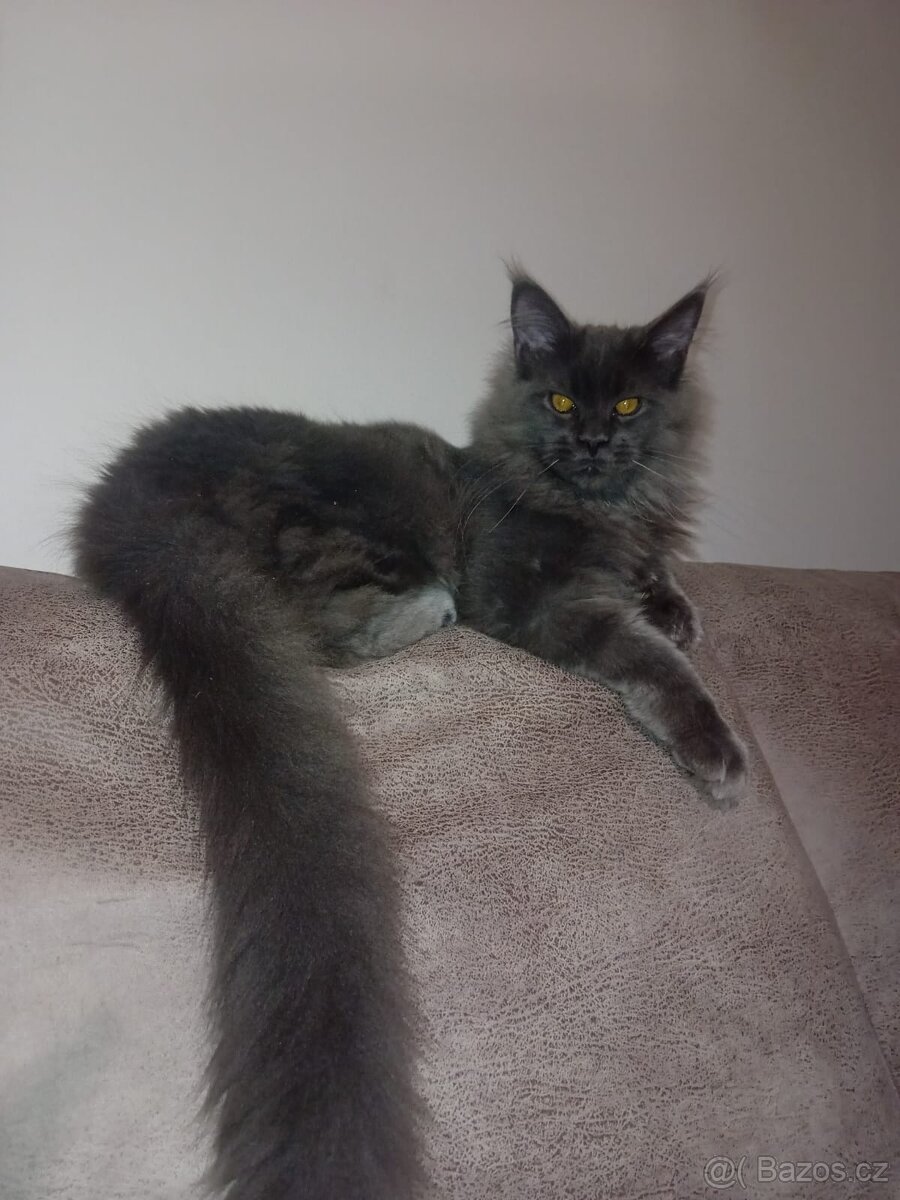 Krytí Mainská mývalí - 6