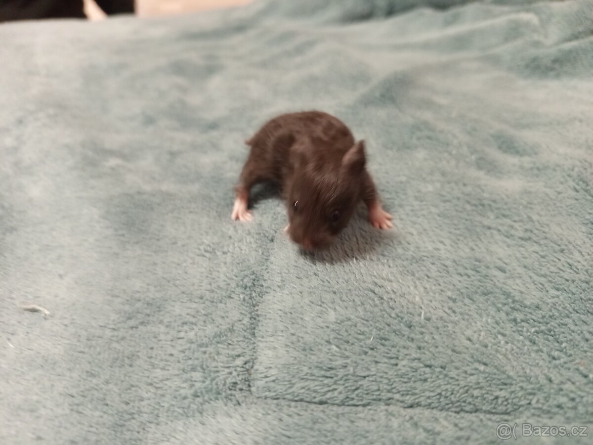 Křeček syrský mláďata - 6