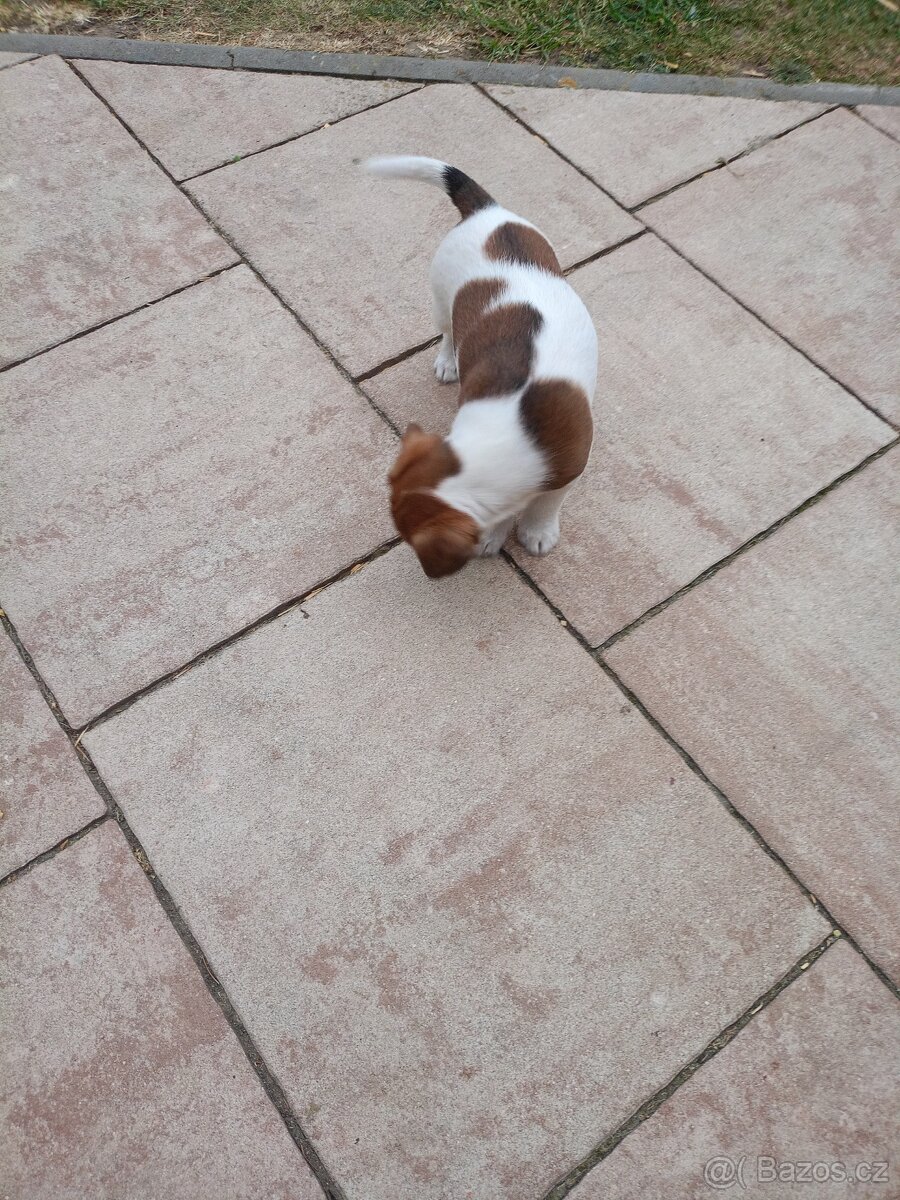 Jack Russel terier - 6