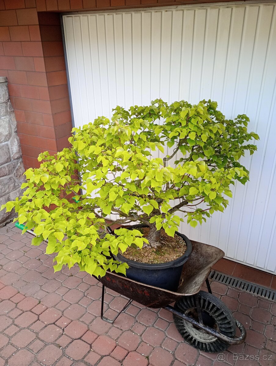 Lípa malolistá (Tilia cordata) bonsai - 6