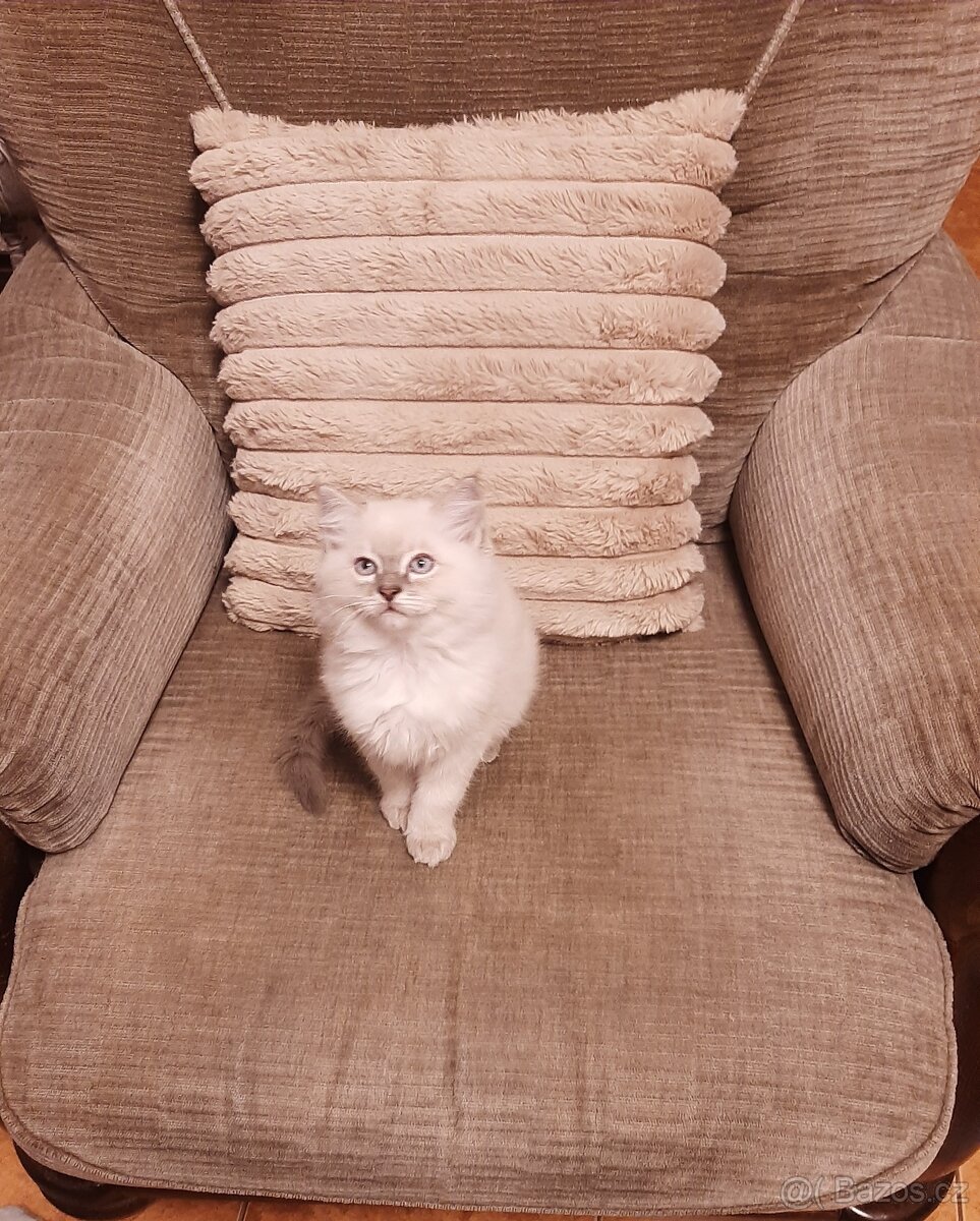 Prodám koťata Ragdoll bez PP - 6