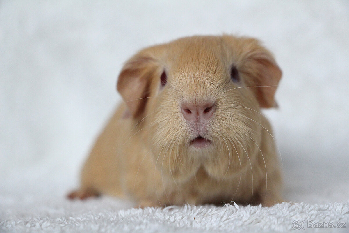 Morčátka - samečci k odběru před Vánoci - 6