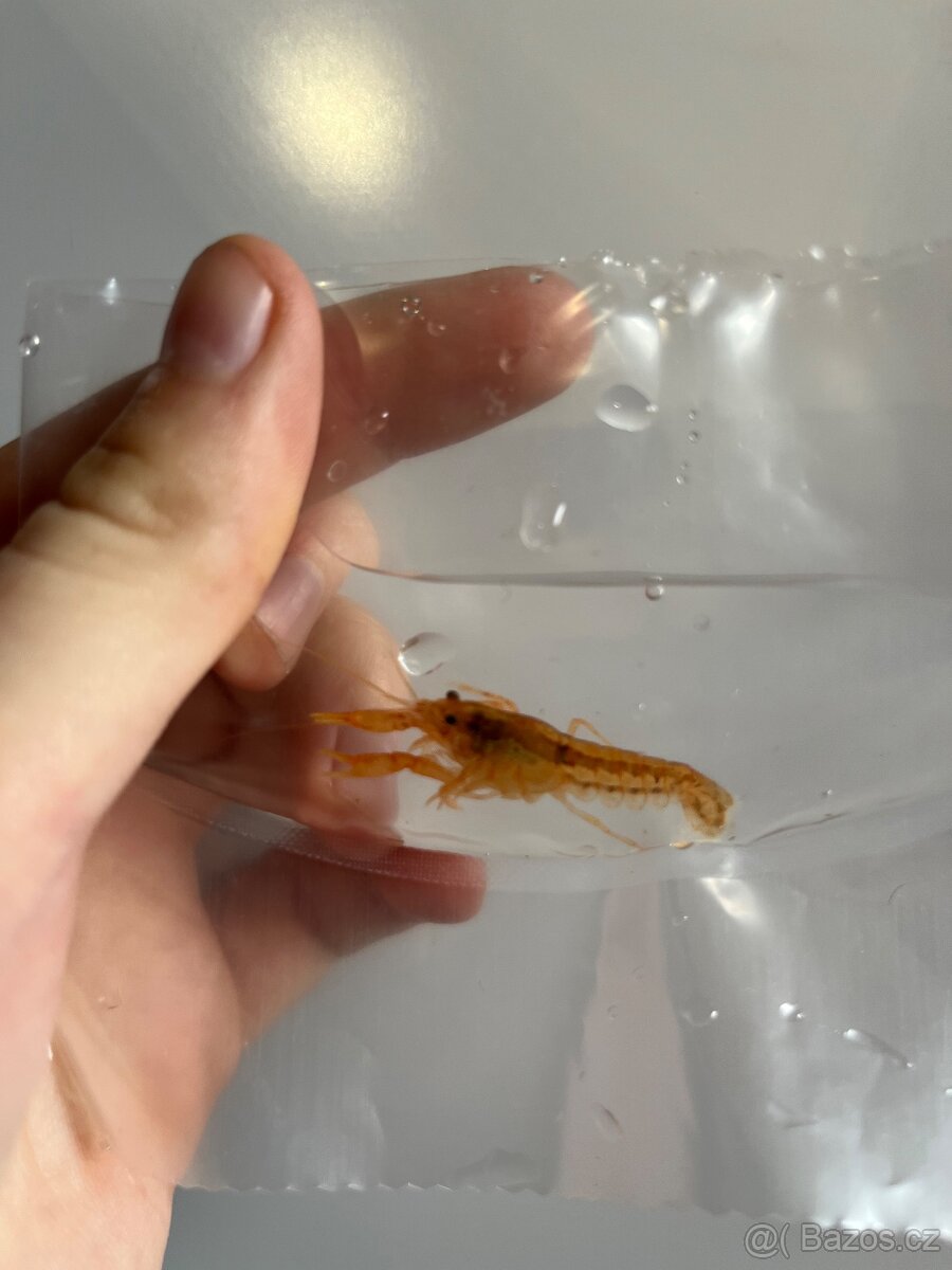 Rak mexický - CPO - 6