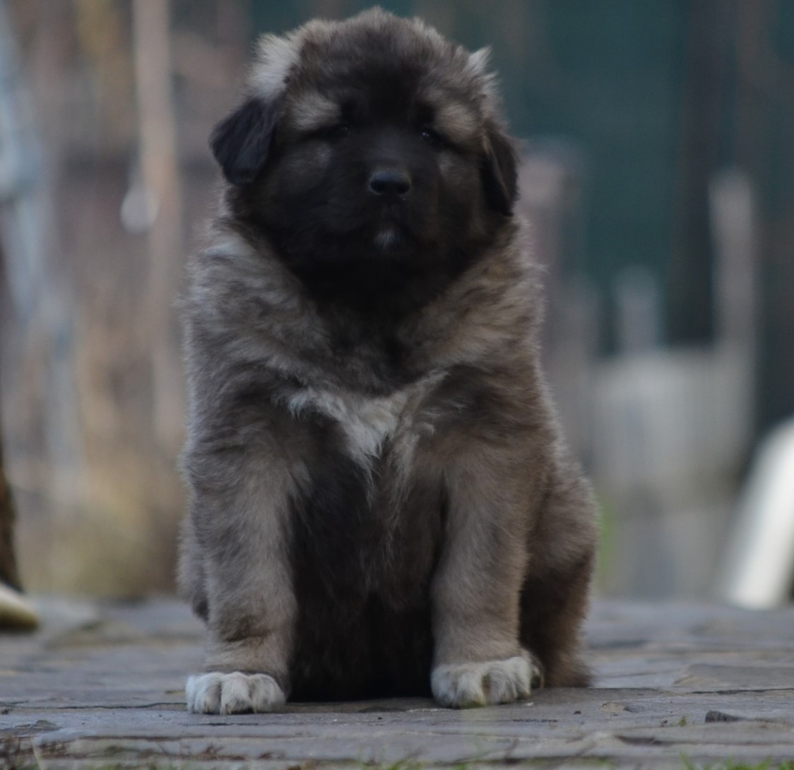 Kavkazský pastevecký pes s PP - 6