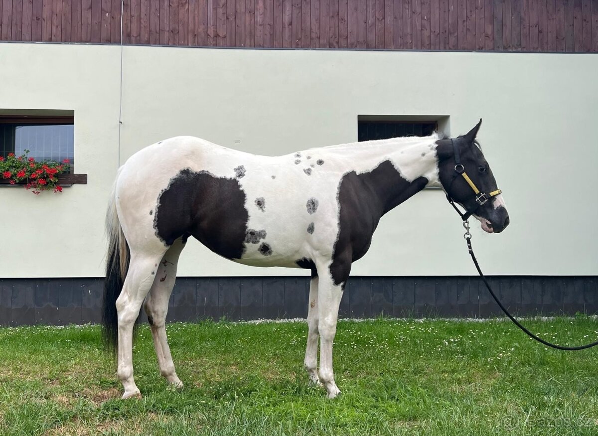Qh na prodej - 6