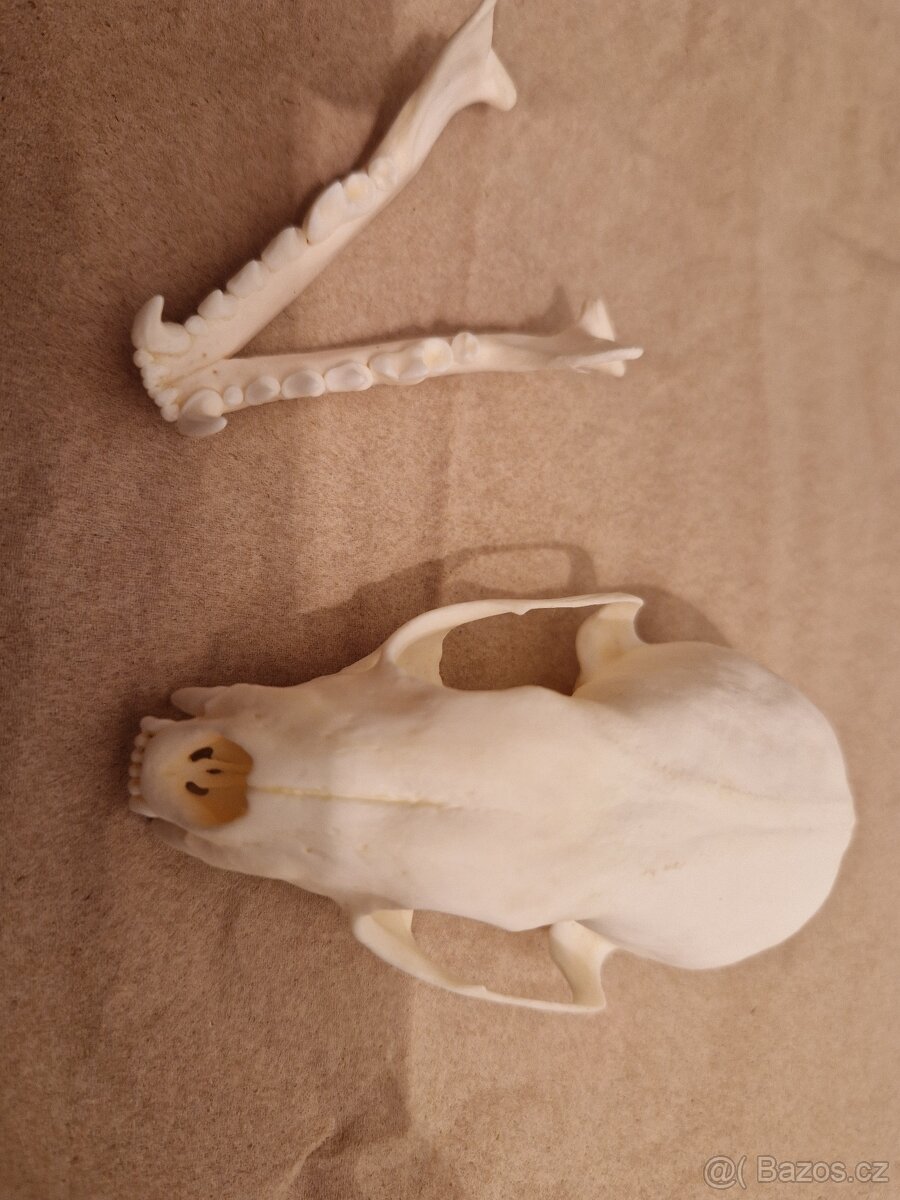 Lebka - kuna lesní - 6