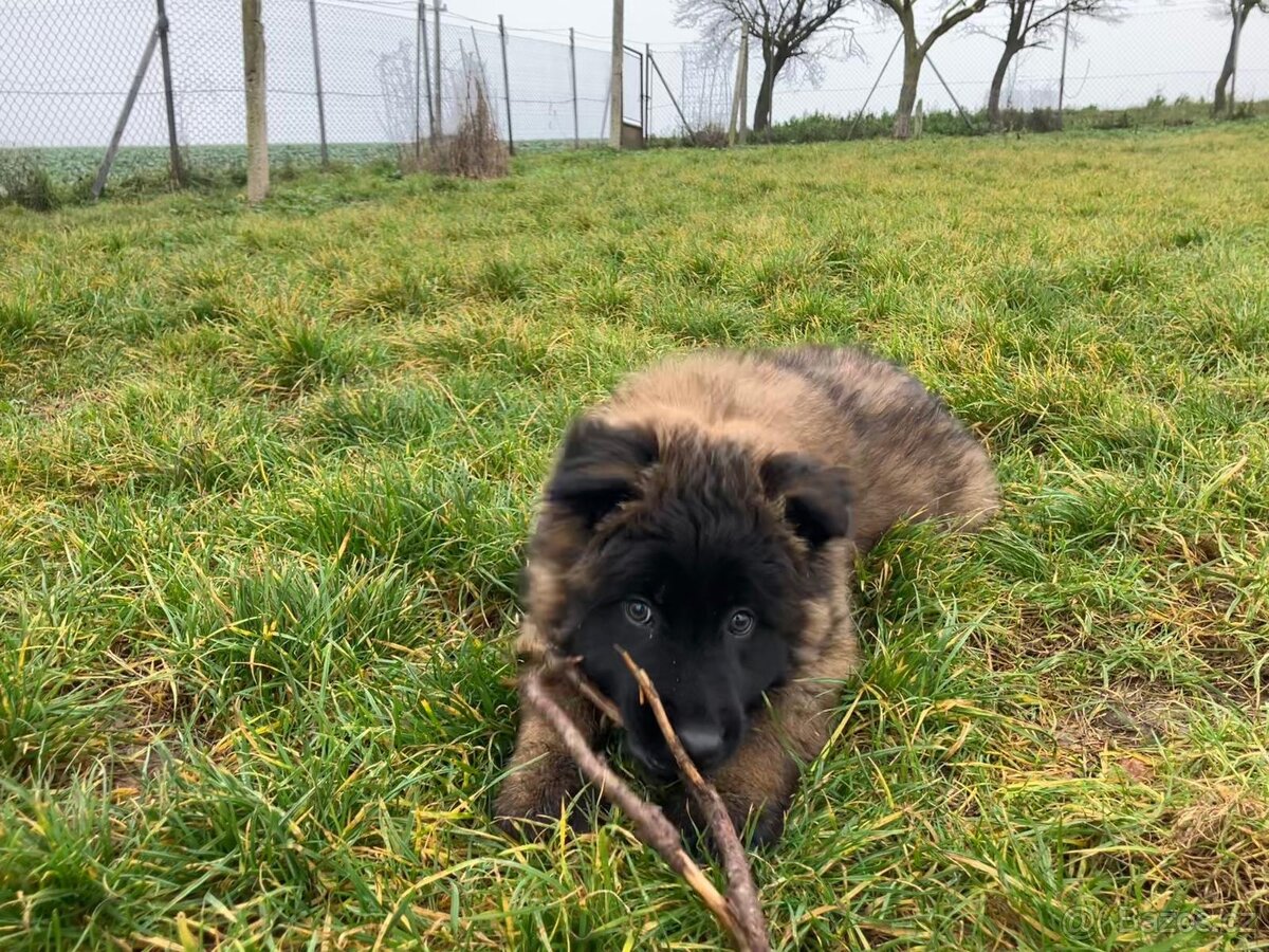 Belgický ovčák Malinois - 6