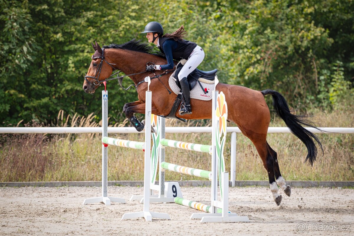 6ti letý spolehlivý valach - 6