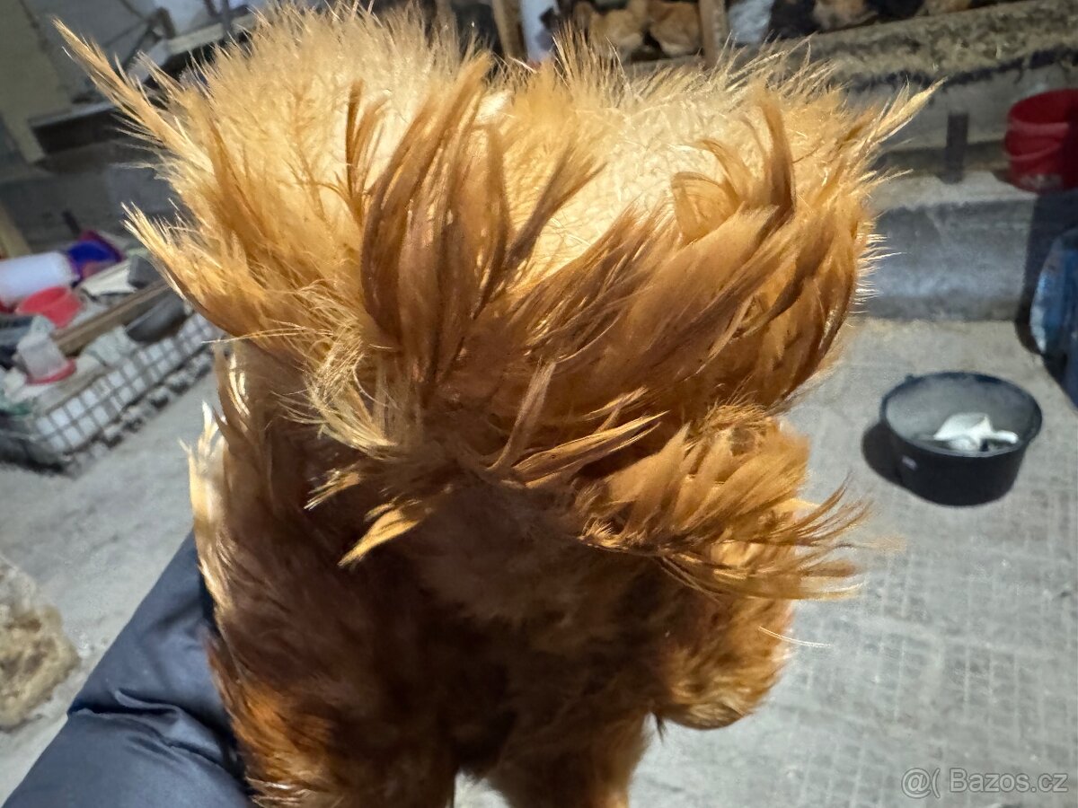 Hedvabnička velké vousatá - 6