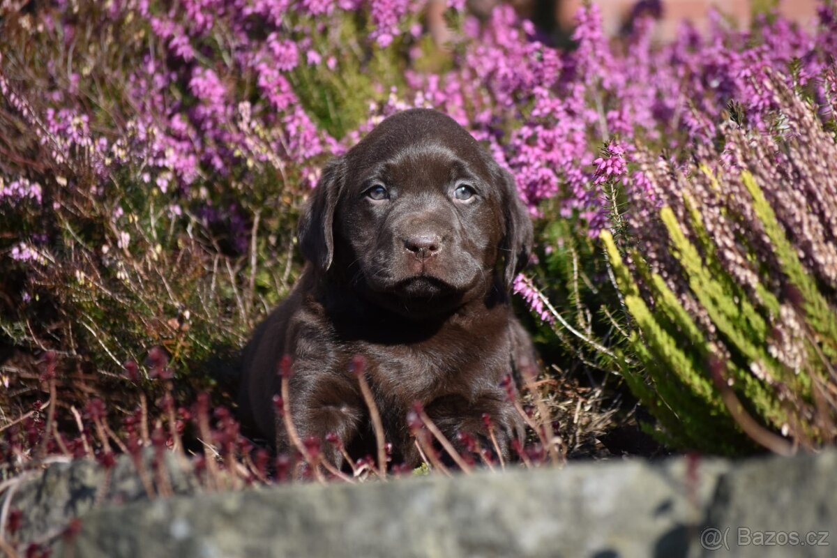 Stěňata labrador bez PP - 6