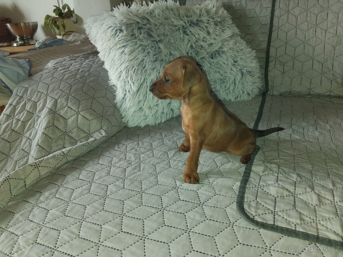 Trpasličí pinč - 6