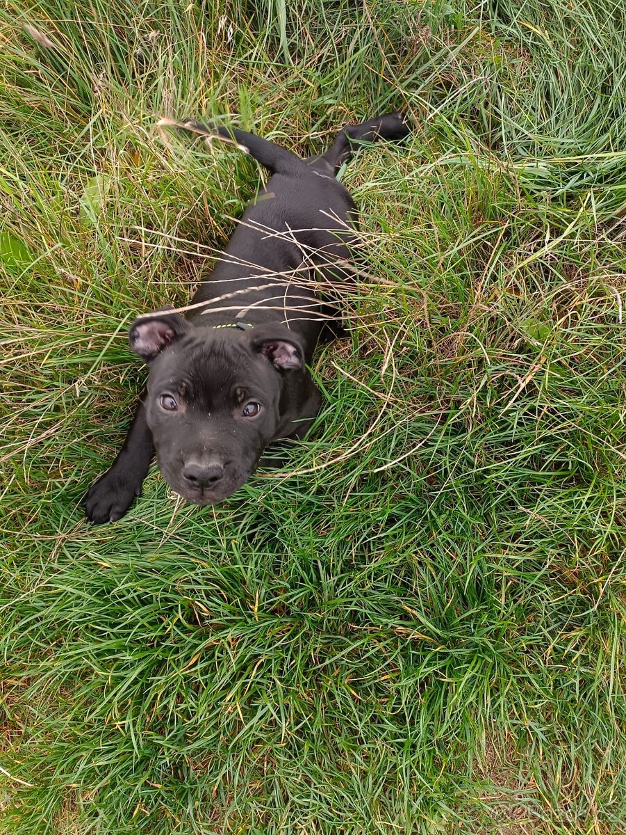 Stafordšírský bulteriér s PP - 6