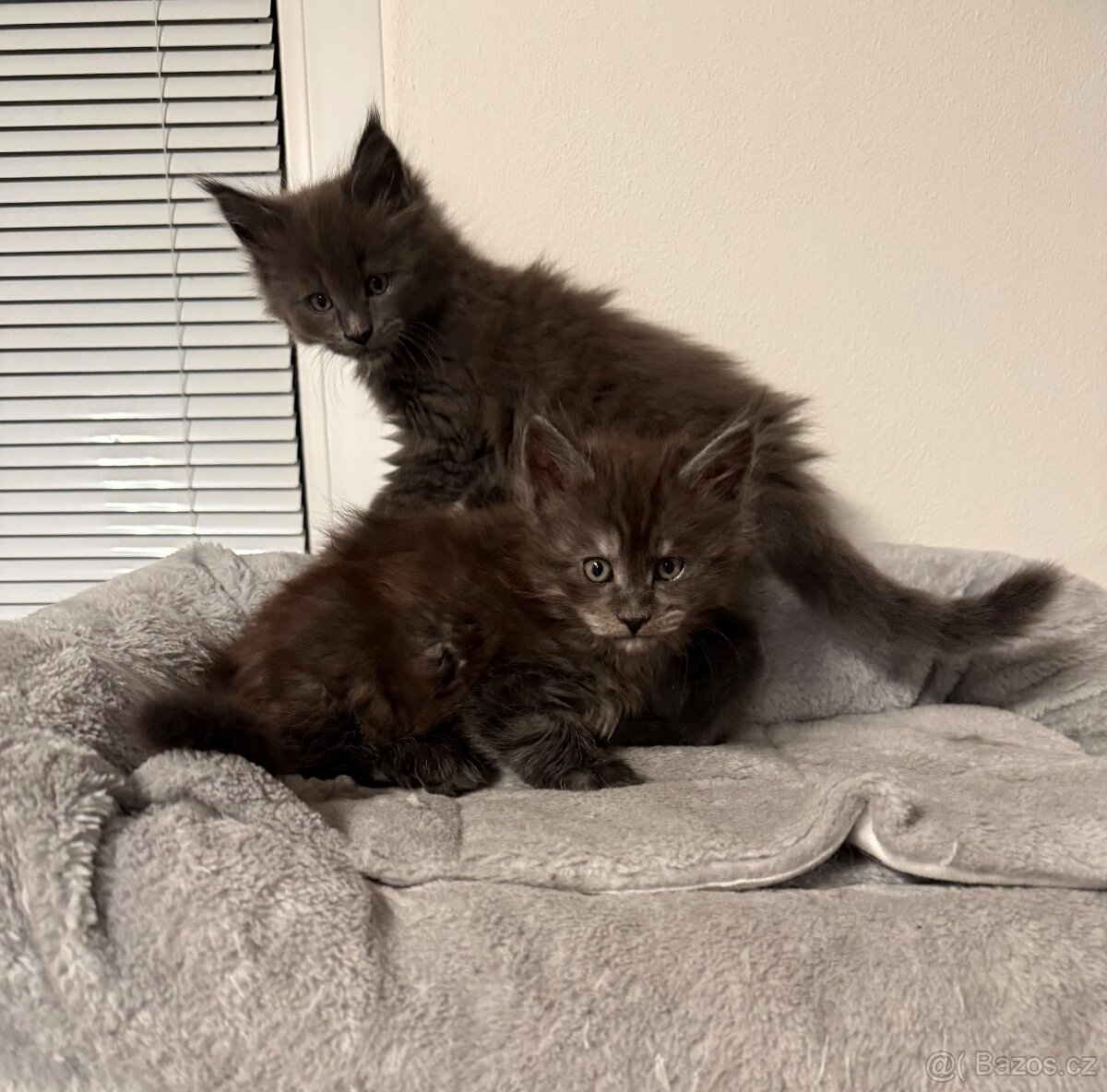 Mainská mývalí koťata - 6