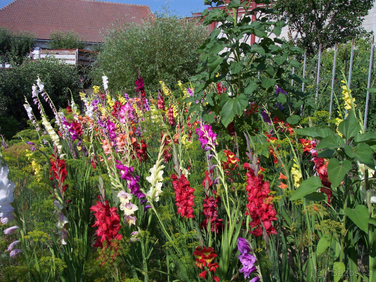 Cibule MEČÍKů - - - viz text a foto - 6