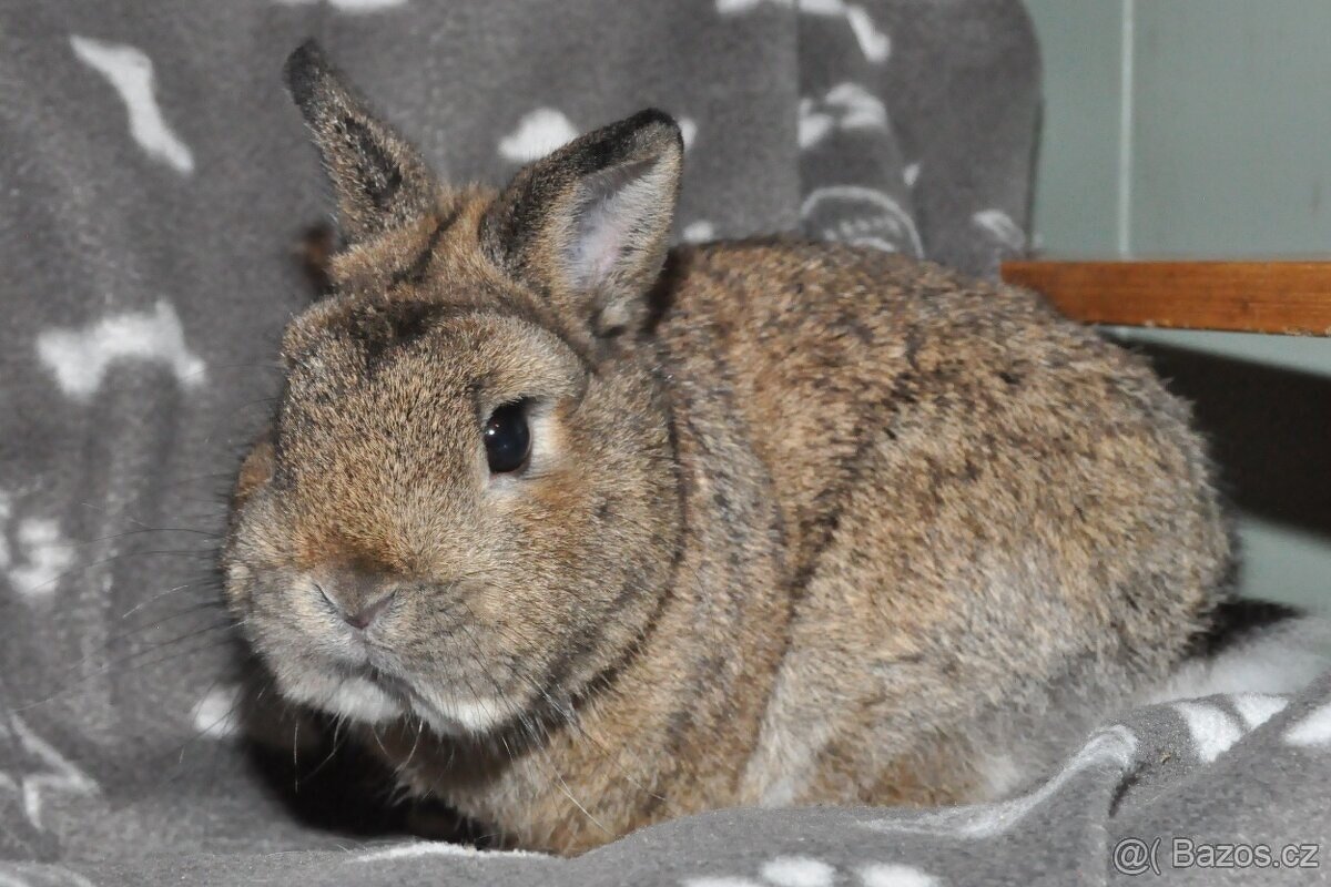 ZAKRSLÍ I VELCÍ KRÁLÍCI Dobříš - 6