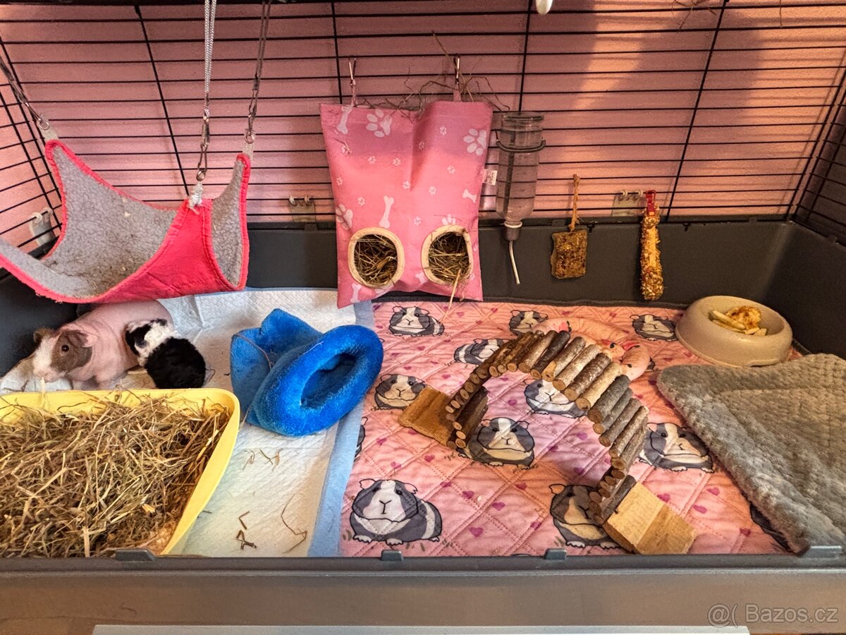 Dvě morčecí holky s klecí REZERVACE - 6