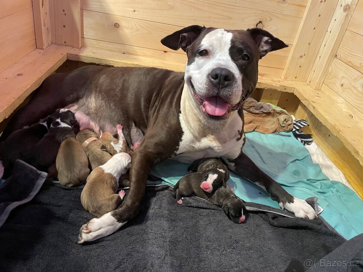 Americký stafordširský teriér s PP - 6