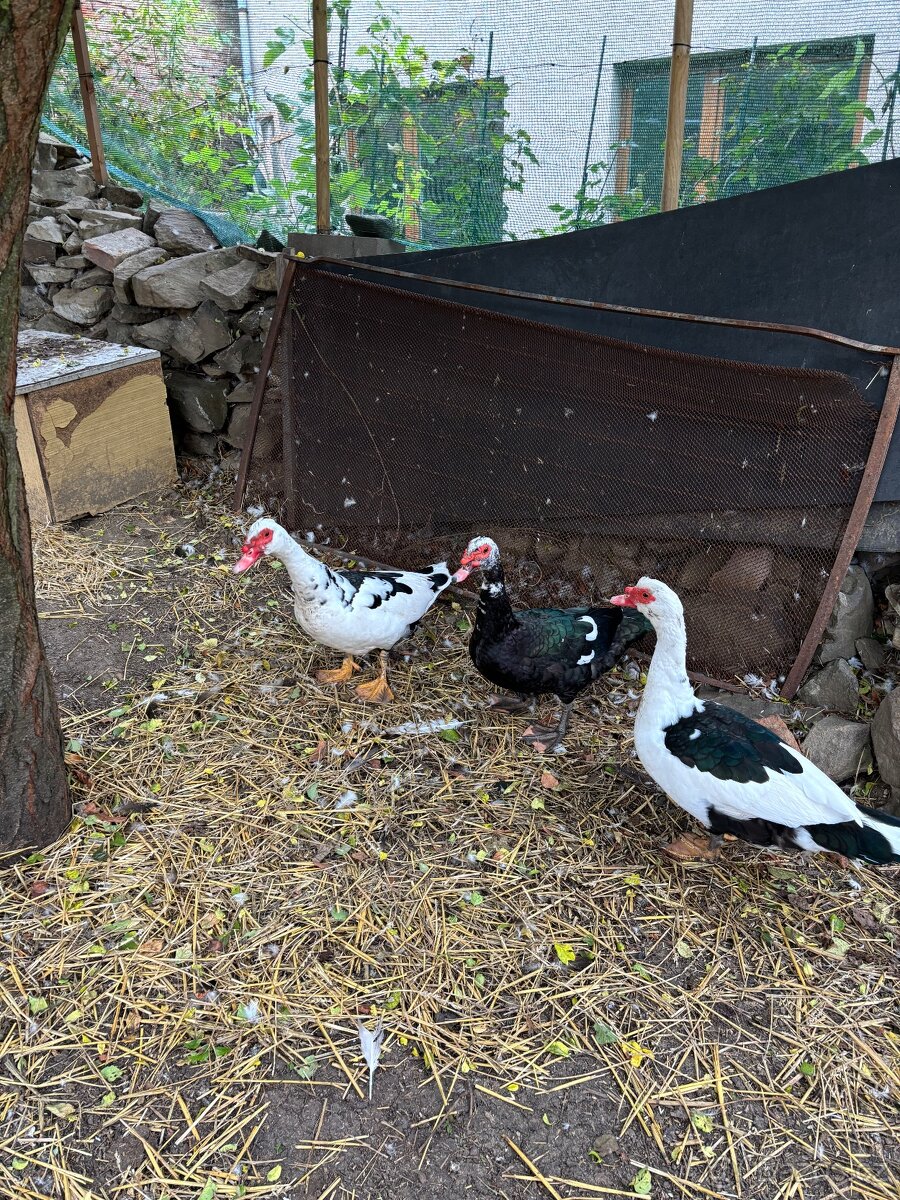 Kačer - Pižmovky - 6