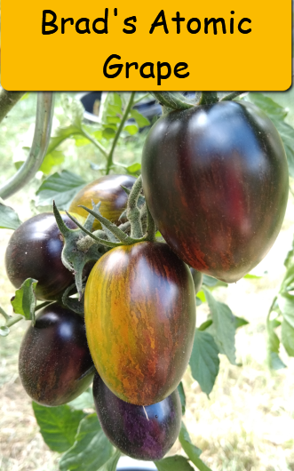 Semínka rajčata tyčkové - různé druhy - 6