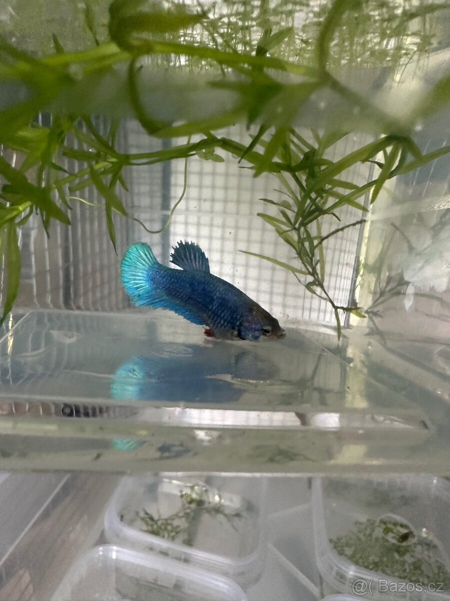 Betta- plakat - 6