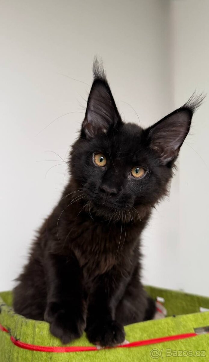 Mainská mývalí koťátka s PP - 6