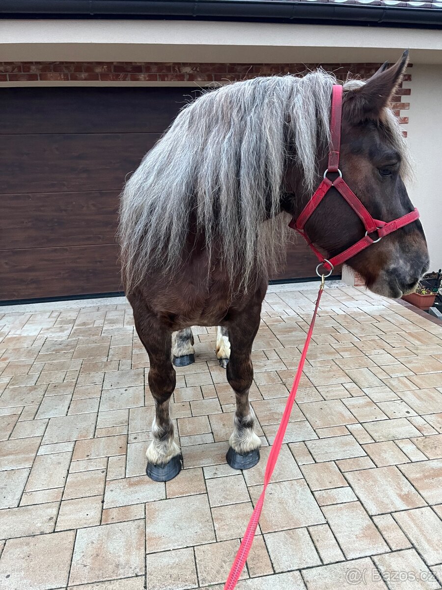 BRETÓNSKA KOBYLA - 6