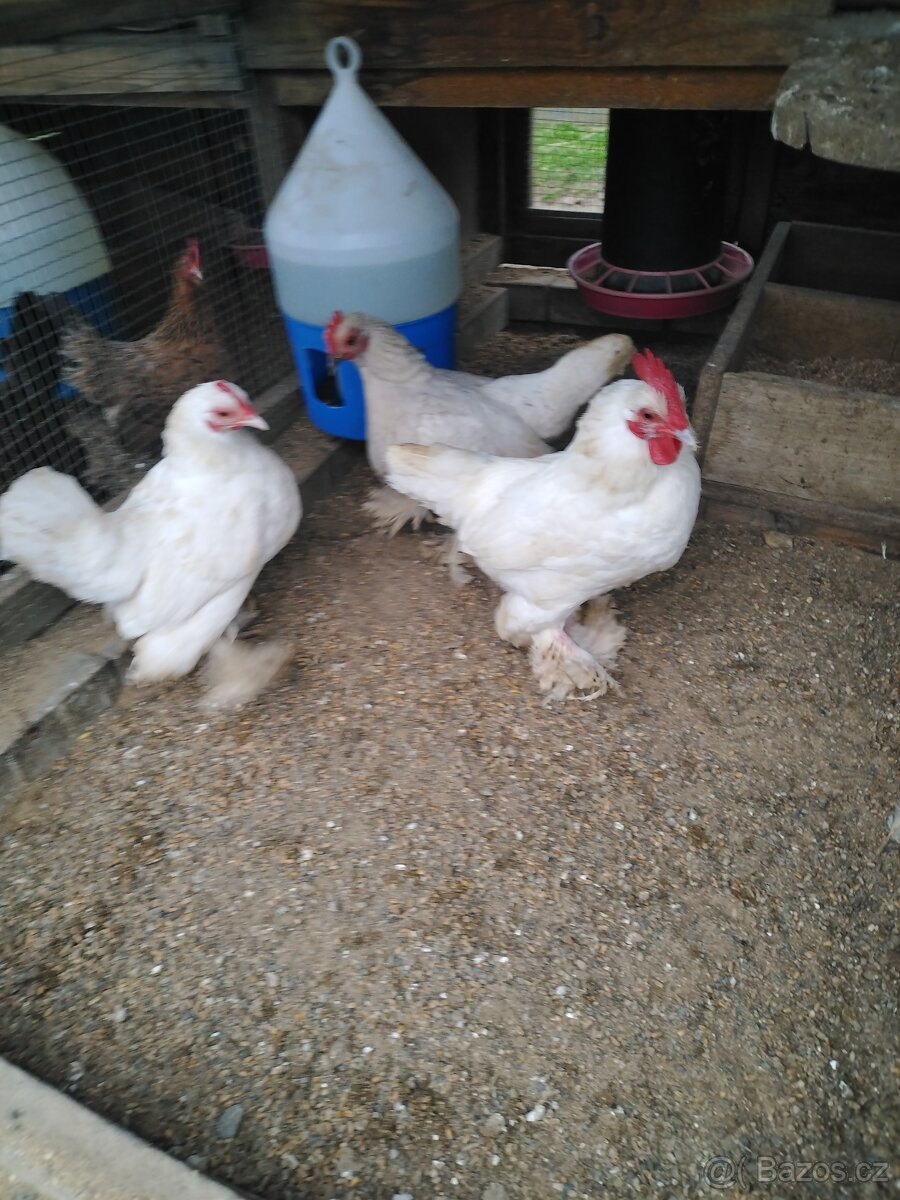 Zakrslá rousná NV - 6