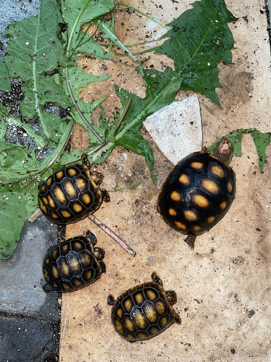 Želva uhlířská - mláďata - 6