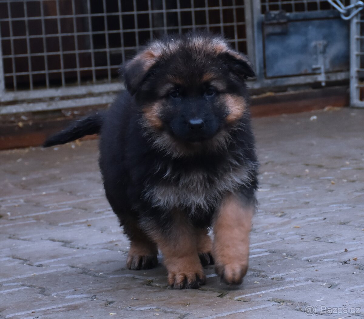 Německý Ovčák - štěňata - 6