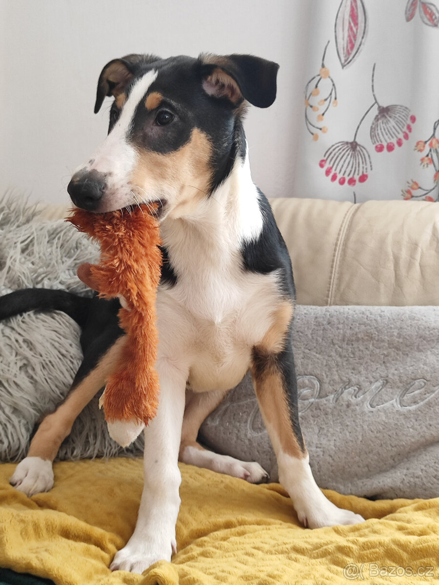 kólie krátkosrstá - 6
