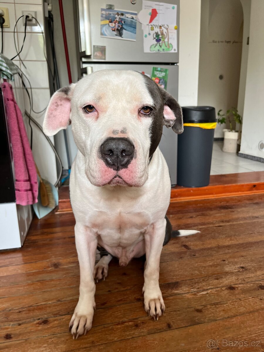 Americký Staffordšírský teriér - 6
