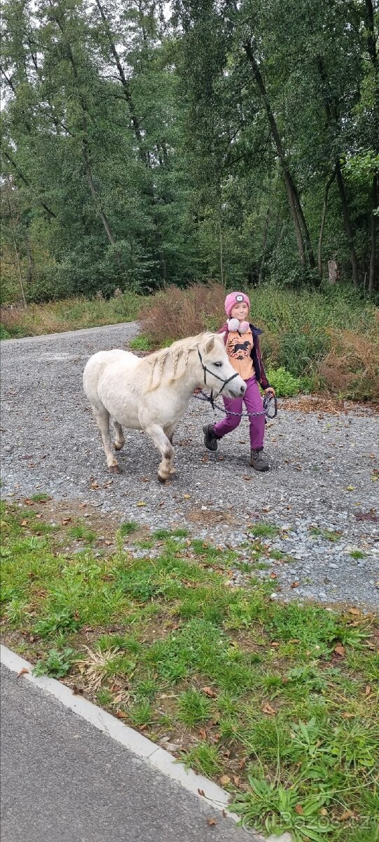 3 lety valach minihorse - 6