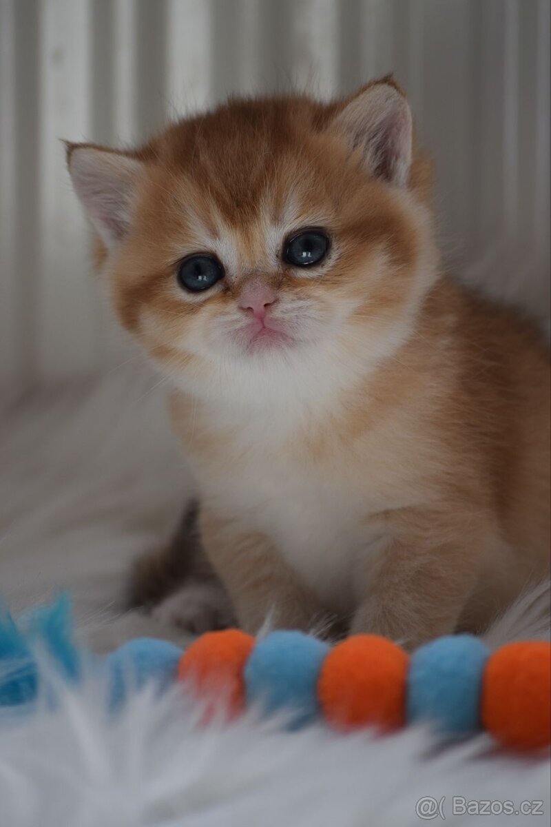 Britská koťata s PP - 6