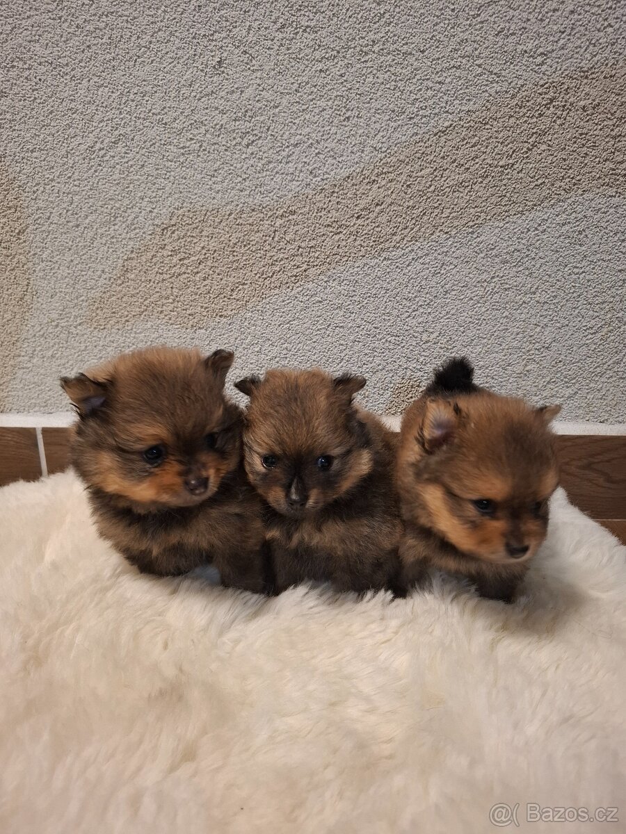 Německý špic malý s PP (FCI)– štěňátka k odběru - 6