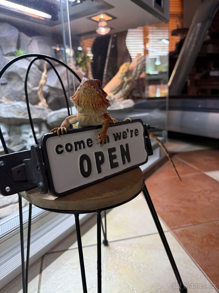 Samička agama vousatá k prodeji - 6