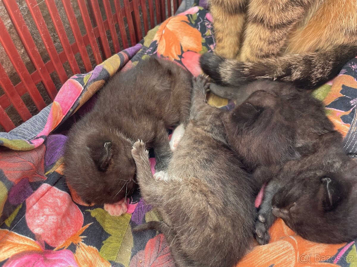 Koťata černá - 6